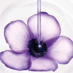 Lancome Renergie Multi-Lift Creme SPF 15 Renergie Multi-Lift Cream SPF 15